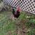 Roosters 1 thumbnail