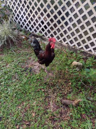 Roosters 1