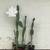 Large 5 gallon Peruvian Apple, Blue Myrtle, Prickly Pear Cactus Plants 11 thumbnail