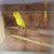 Parrotlet 2 thumbnail