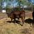 2 angus calves 1 thumbnail