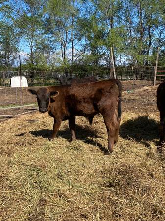 2 angus calves 1