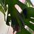 Monstera 1 thumbnail