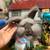 🍄 Beautiful English Angora Bunny Three Months Old 10 thumbnail