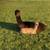 Suri Alpaca Fiber for Sale 3 thumbnail