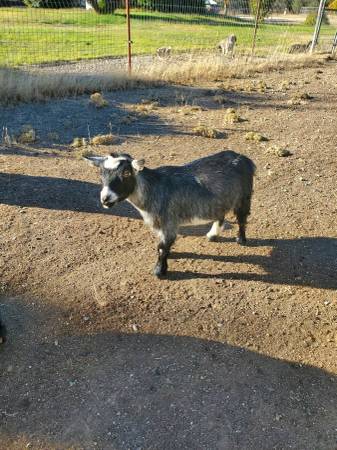 Pygmy doe .. 1
