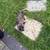 Female Pup 2 thumbnail