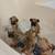 Boxer puppies 2 thumbnail