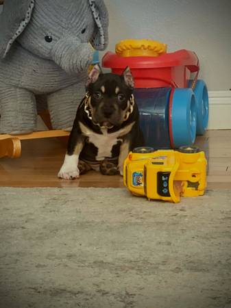 Bully rocking chair 1