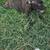 Pitbull terrier 1 thumbnail