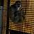 Squirrel 2 thumbnail