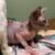 Spynx kittens 1 thumbnail