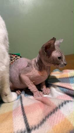 Spynx kittens 1