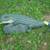 Alligator Welcome Sign Figurine 30 Inches Long BRAND NEW 3 thumbnail