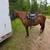 11 yr old Paso mare 4 thumbnail
