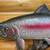 Hand-carved, wood, rainbow trout by World Champ carver, Michael Scott 6 thumbnail