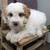 AKC Poodle 2 thumbnail