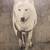 Framed Wolf Drawing Picture 11 thumbnail