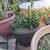 Beautiful Potted Plants 20 ++ Plants EXCELLENT VALUE 14 thumbnail