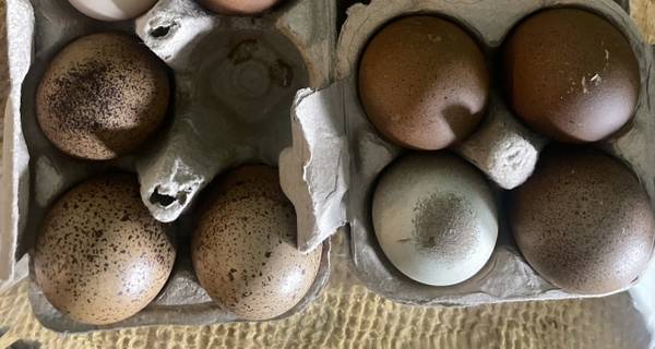 3 laying hens - olive egger (Bloomington)63414697720579123