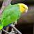 ISO: African Grey, Amazon, or Caique Parrot 3 thumbnail