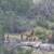 Deer exotic lease 1 thumbnail