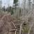 Land clearing , leveling, stump and tree removal 3 thumbnail