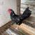 Two Batam roosters 2 thumbnail