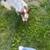 Rehoming of Frenchie Mix Puppy 8 thumbnail