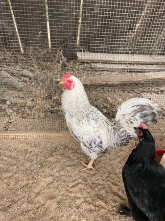 Easter Egger Rooster 1