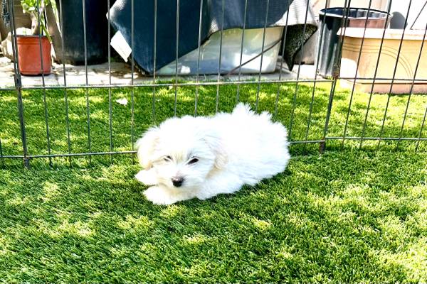 Maltese puppy (burlingame)63934078936834120