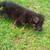 German Shepherds 7 thumbnail
