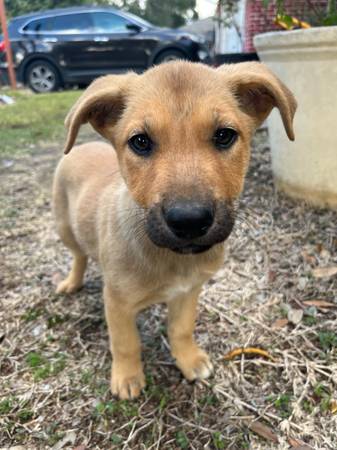 German shepard and labrador mix puppies 1