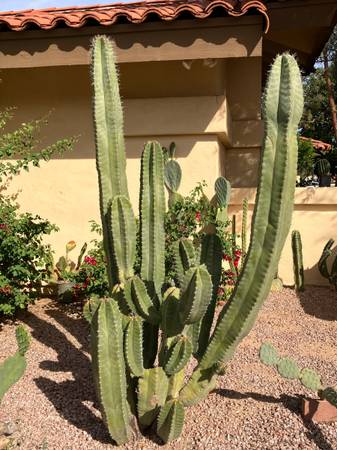 Senita Cactus Cuttings - Lophocereus schotti 1