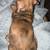 Dapple Dachshund puppies exotic (weinerdog) 3 thumbnail