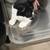 ***Found medium hair black and white cat *** 3 thumbnail