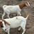Boer goats 2 thumbnail