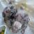 Tamed cockatiels 1 thumbnail