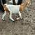 Boer goats 5 thumbnail