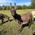 MINI DONKEYS 4 thumbnail