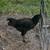 Chickens 1 thumbnail