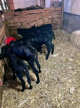 Black angus bottle calves 1