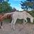 Mares 8 thumbnail