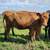 Dexter - Lowline heifer 1 thumbnail