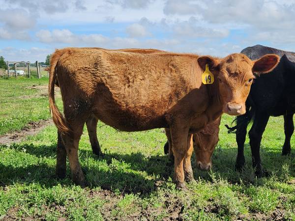 Dexter - Lowline heifer 1
