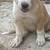Free Puppies 3 thumbnail