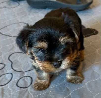 AKC-Yorkie Puppies 1