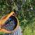 Backyard Berry Bundle! 15 Berry Plants with Free Delivery & 1hr Consultation 2 thumbnail