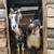 Mini Lamancha Buck 5 thumbnail