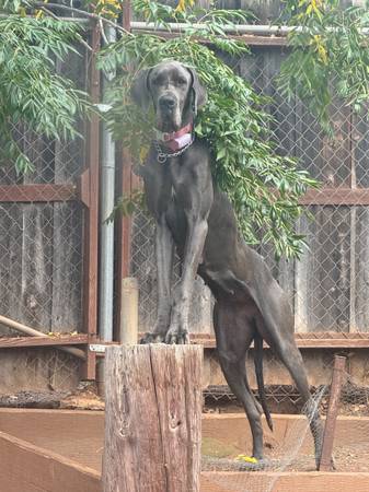 Female blue Great Dane (Escondido)63819964883841120